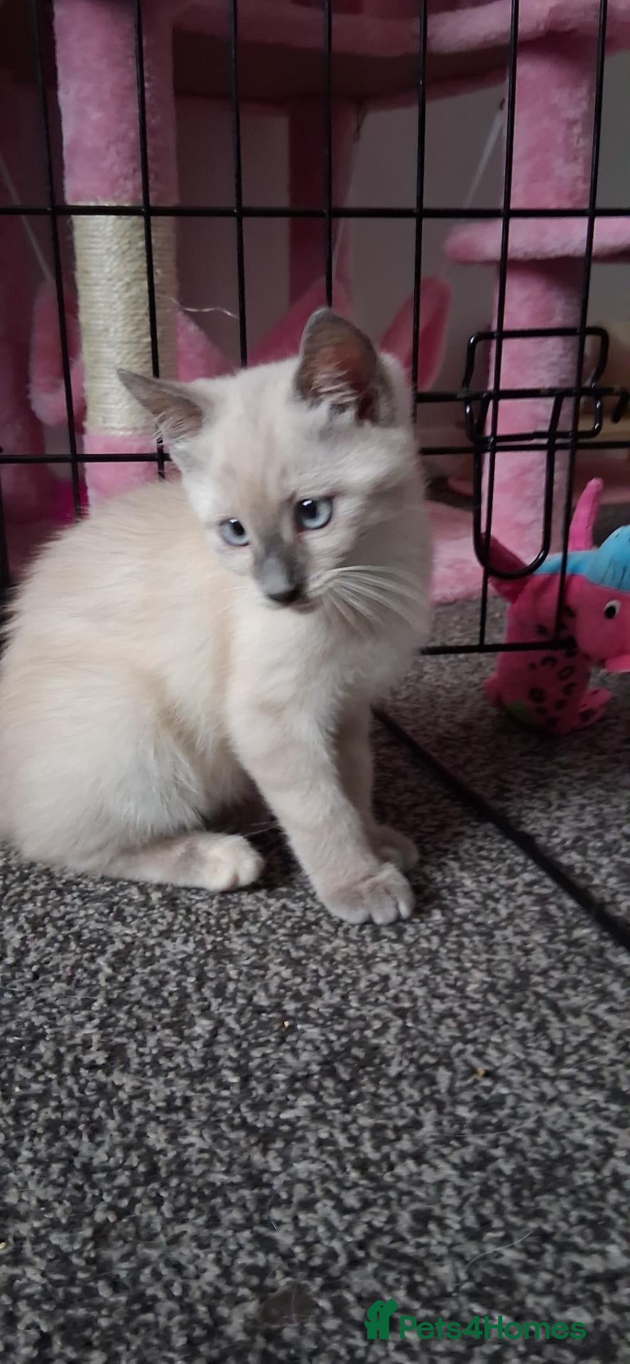 Mixed Breed cats Beautiful female kitten - Advert 1