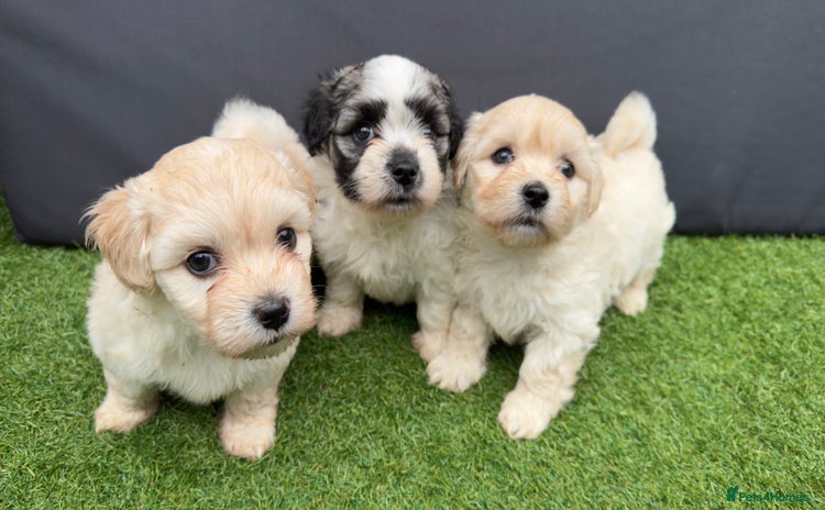 Morkie dogs - Advert 1