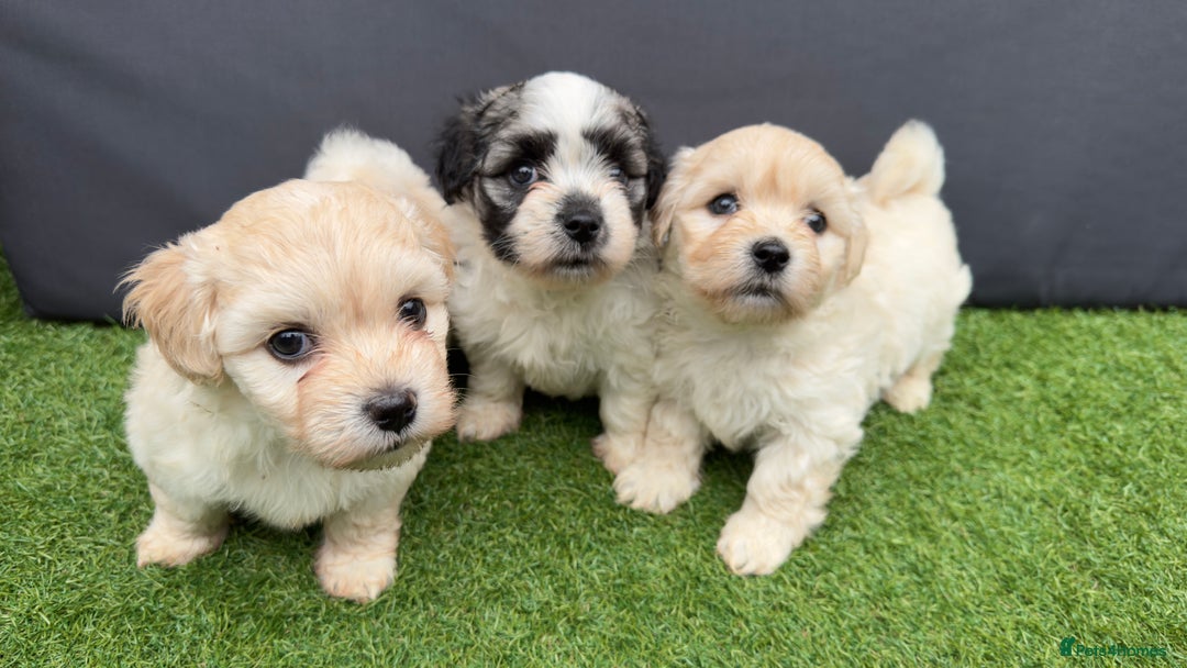 Morkie dogs for sale: Beautiful Maltese x Yorkie puppies  - Image 1