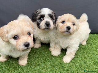 Morkie dogs - Advert 6