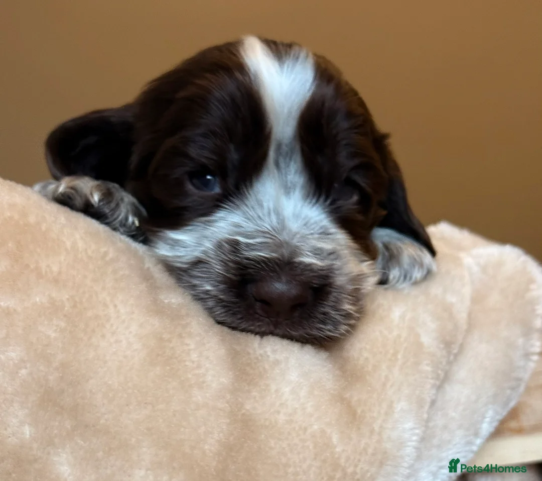 Cocker Spaniel dogs for sale: Show type cocker spaniels  - Advert 20