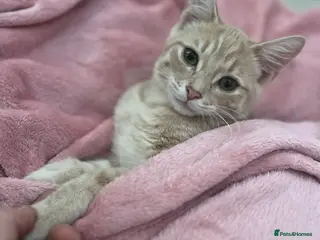 American Shorthair cats Shorthair Kittens for Reserve - Advert 2