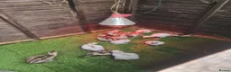 Emus poultry for sale: Rhea chicks grey and white  - Advert 4