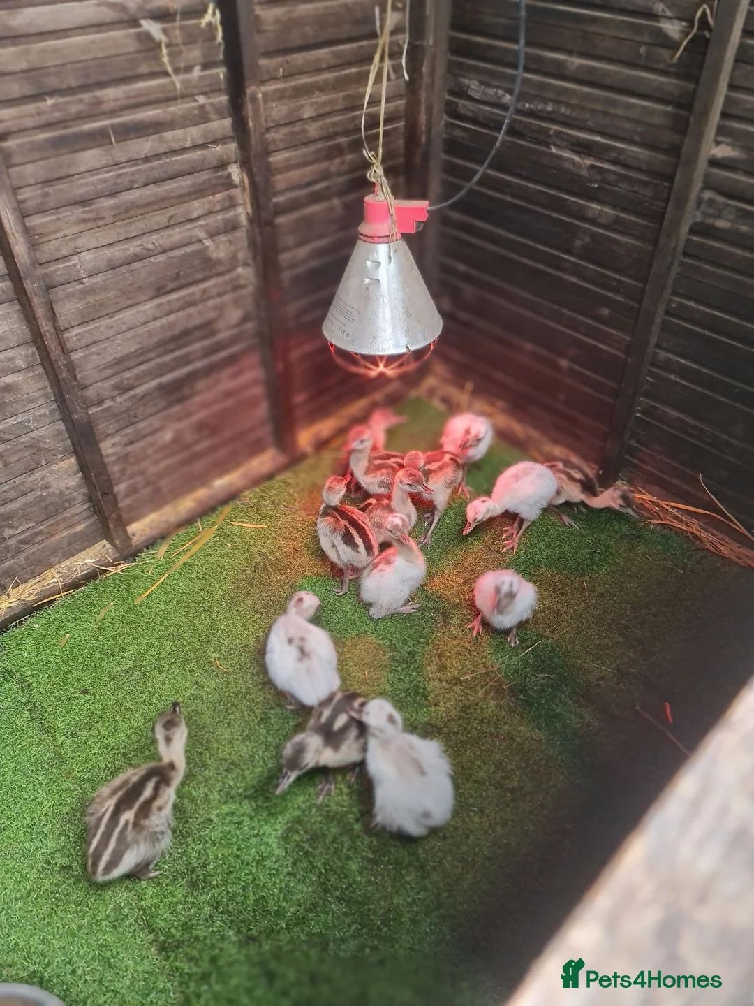 Emus poultry for sale: Rhea chicks grey and white  - Advert 4
