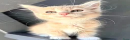 Maine Coon cats for sale: 4 remaining kittens - Maincoons pure breed  - Advert 16