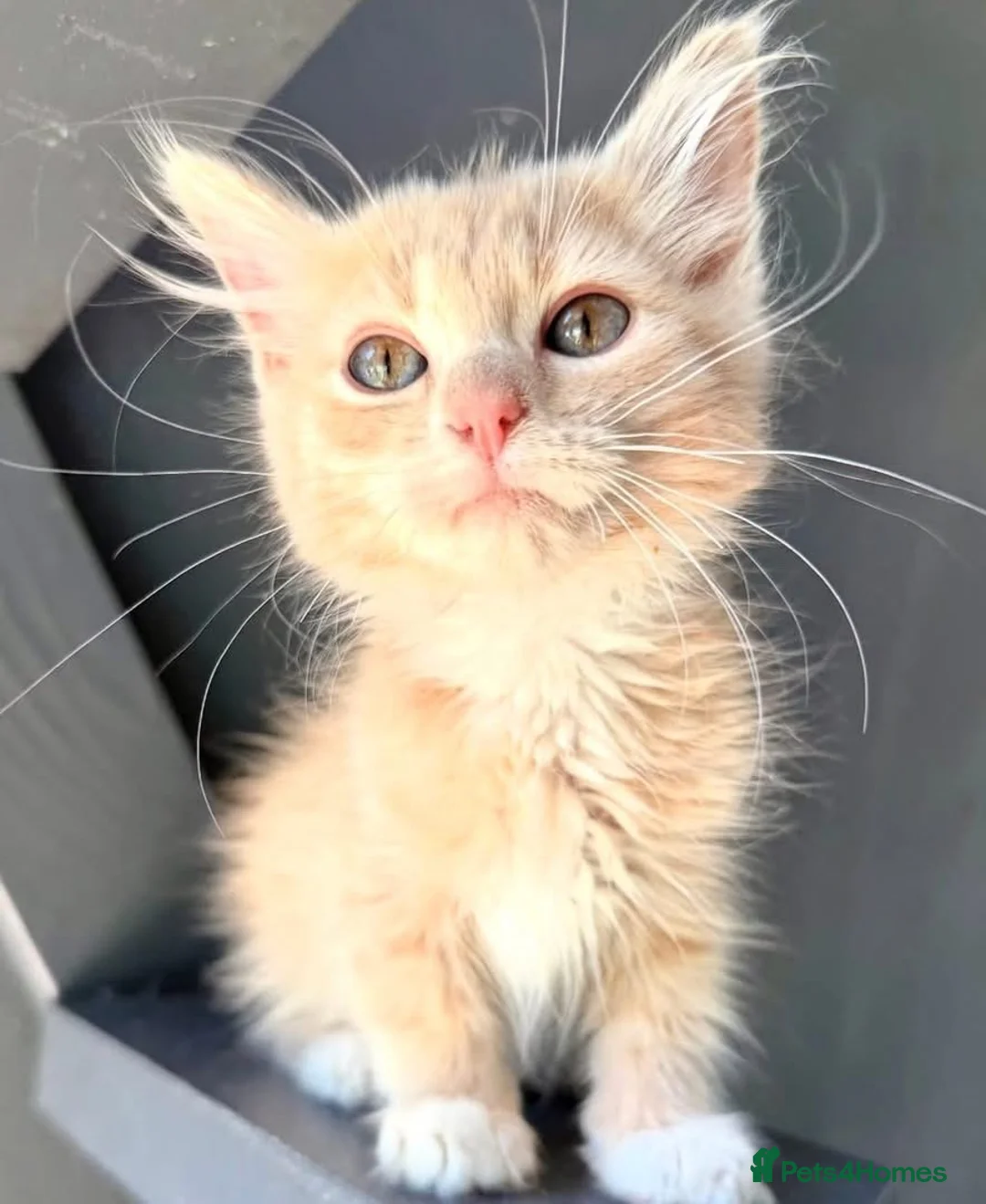 Maine Coon cats for sale: 4 remaining kittens - Maincoons pure breed  - Advert 16