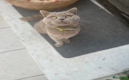 British Shorthair cats for sale: Beautiful lilac shorthair boy  - Image 10