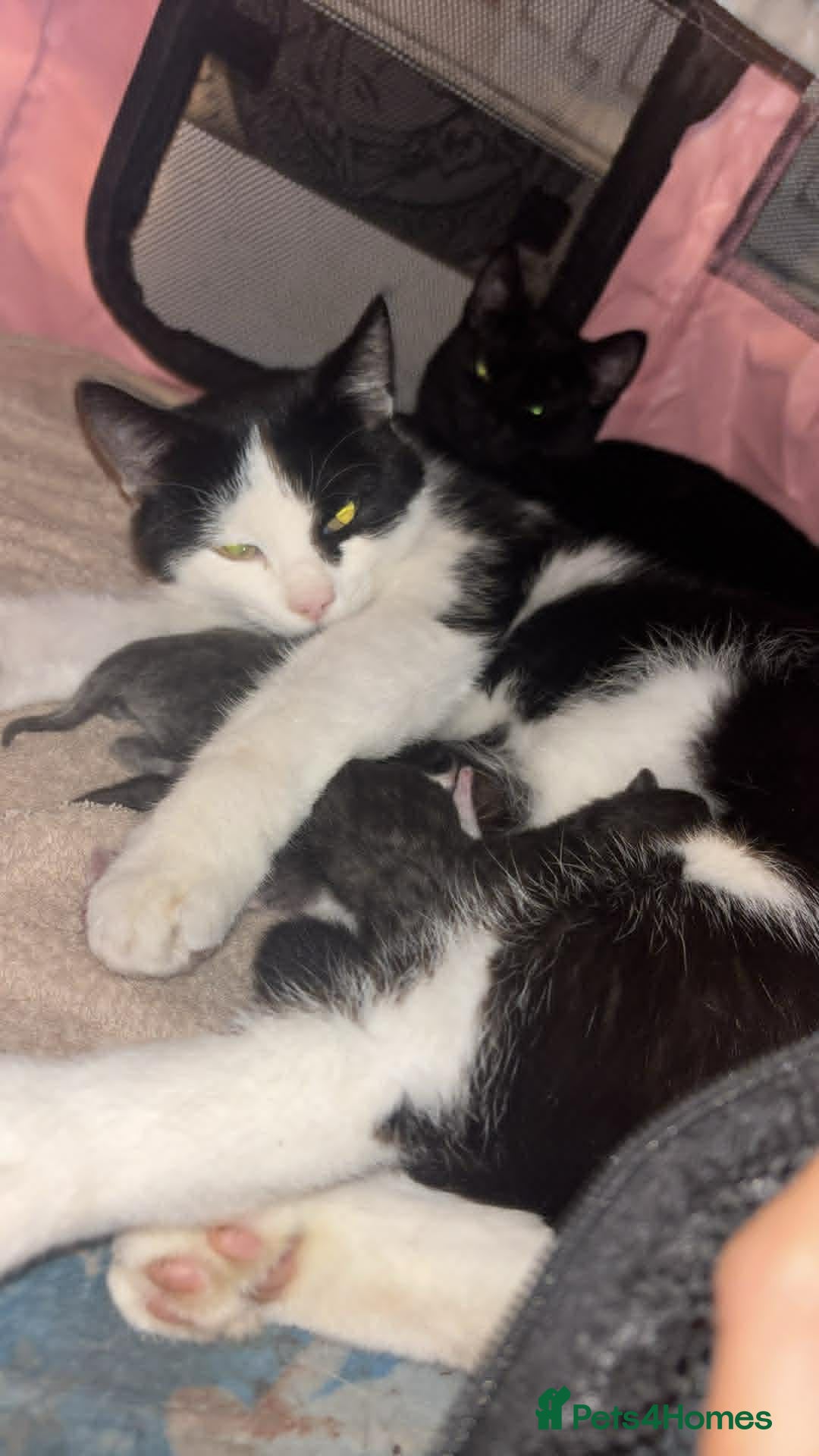 Mixed Breed cats for sale: Girl and boy - Advert 1
