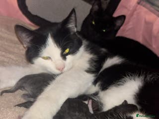 Mixed Breed cats Girl and boy - Advert 1