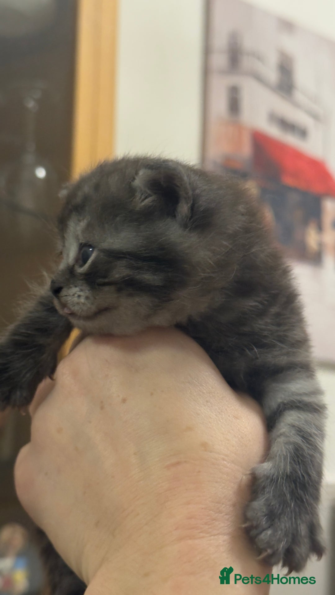 British Shorthair cats for sale: Half British shorthair kittens - Advert 7