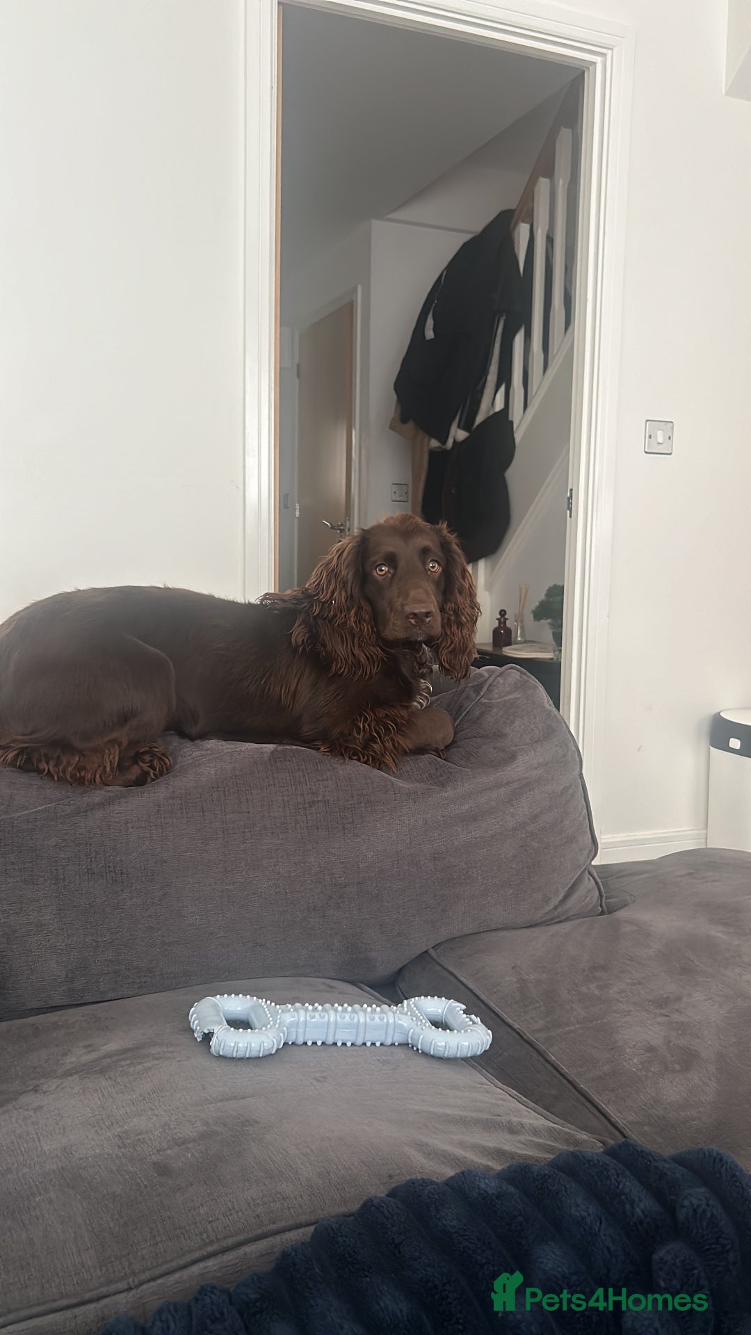 Cocker Spaniel dogs for sale: Beautiful cocker spaniel needs a new home  - Advert 6