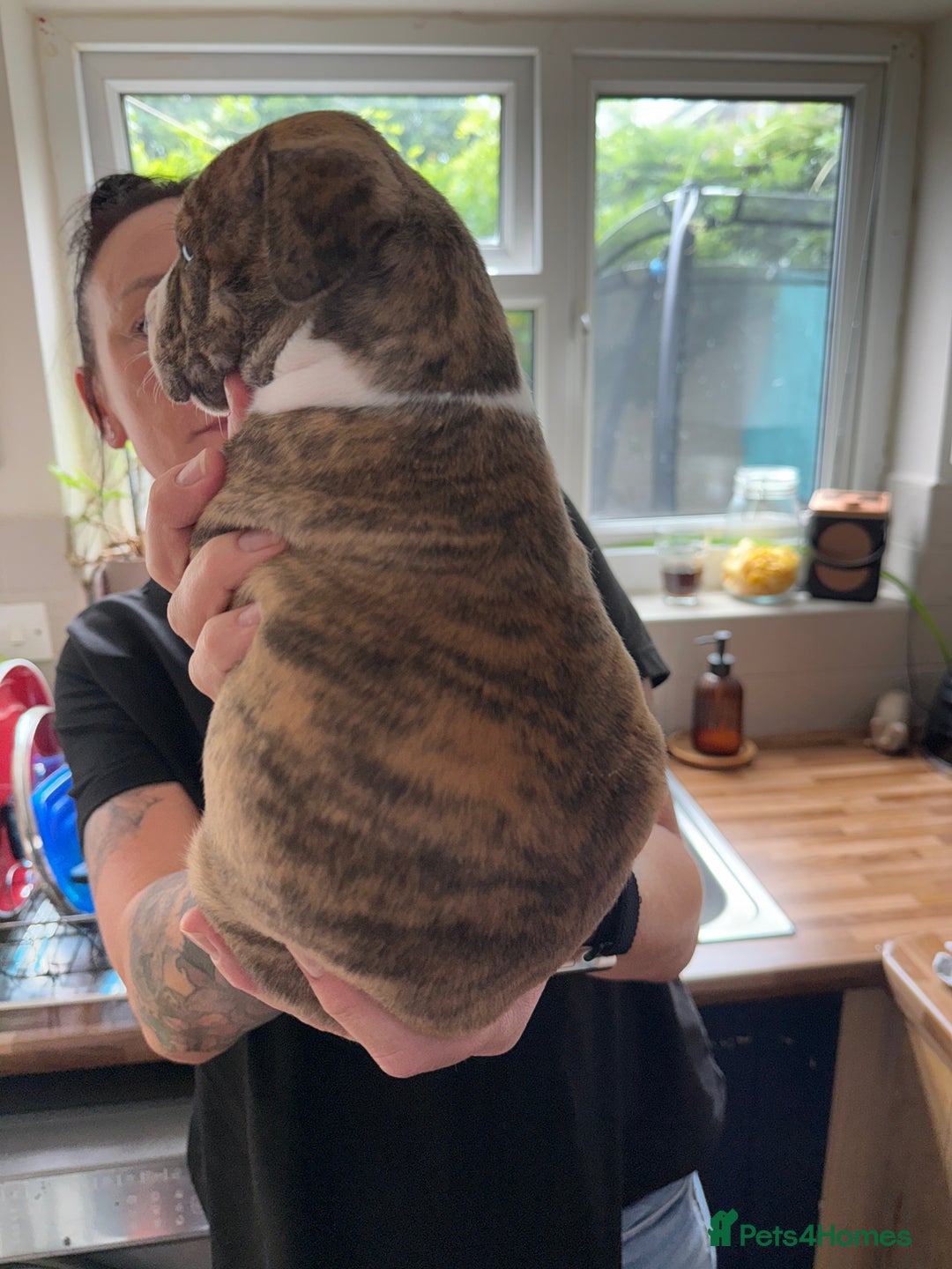 American Bulldog dogs for sale: American staffie cross pups  - Image 10