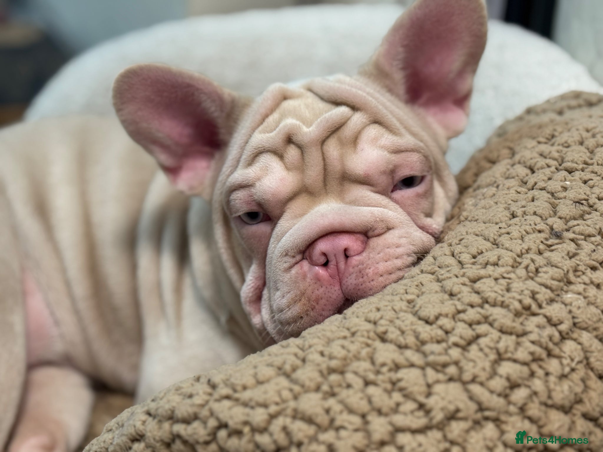 French Bulldog dogs Beautiful Frenchie Seeking Her Forever Sofa - Advert 1