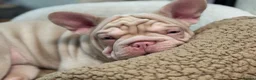 French Bulldog dogs for sale: Beautiful Frenchie Seeking Her Forever Sofa - Advert 6