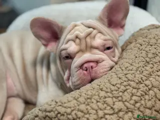 French Bulldog dogs Beautiful Frenchie Seeking Her Forever Sofa - Advert 1