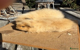 Guinea Pig rodents for sale: Pure bred California & Swiss guineapigs  - Image 4