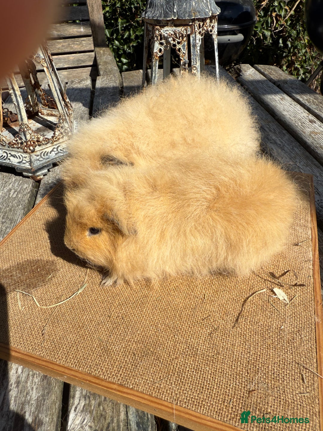 Guinea Pig rodents for sale: Pure bred California & Swiss guineapigs  - Image 4