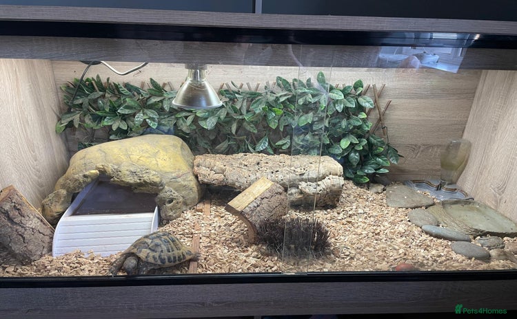 Hermann Tortoise reptiles - Advert 15
