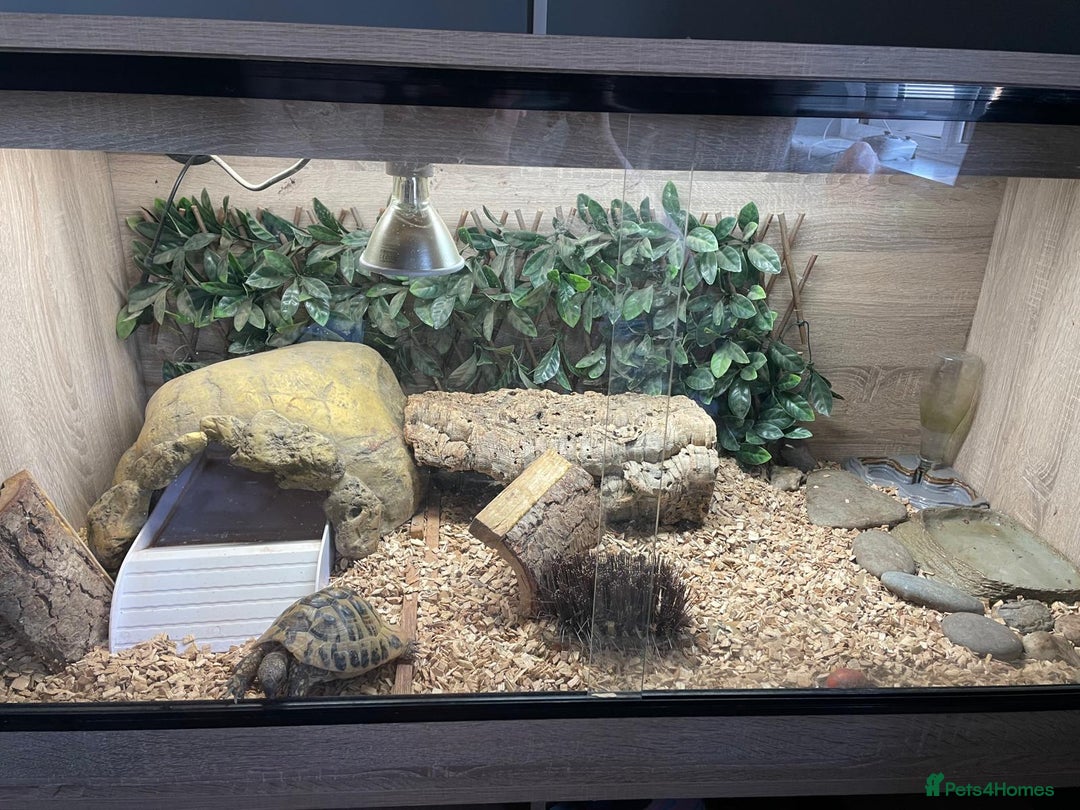 Hermann Tortoise reptiles for sale: 8 yr old Herman Tortoise- Podrick  - Image 1