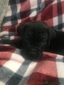 Cane Corso Puppy 9