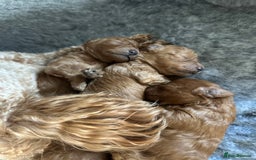 Toy Poodle dogs for sale: KC Registered Toy Poodle puppies - Image 7