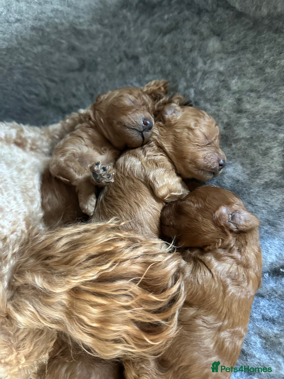 Toy Poodle dogs for sale: KC Registered Toy Poodle puppies - Image 7