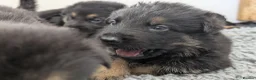 German Shepherd dogs for sale: Champion-Line KC Pups From Health Tested Parents - Advert 6