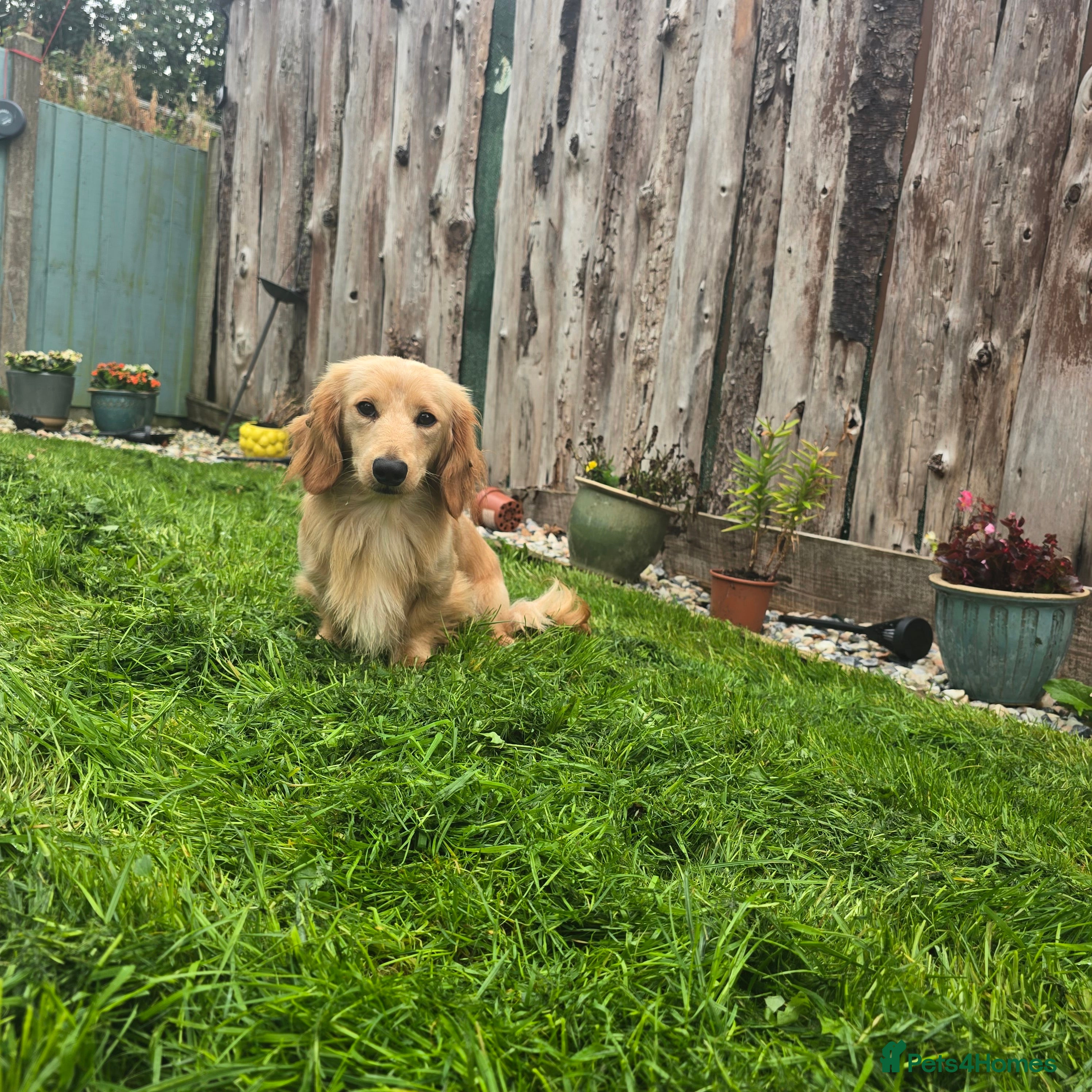 Miniature Dachshund dogs Kc registered cream dog  - Advert 19