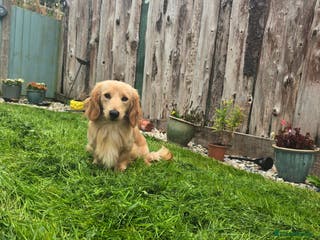 Miniature Dachshund dogs Kc registered cream dog - Advert 10