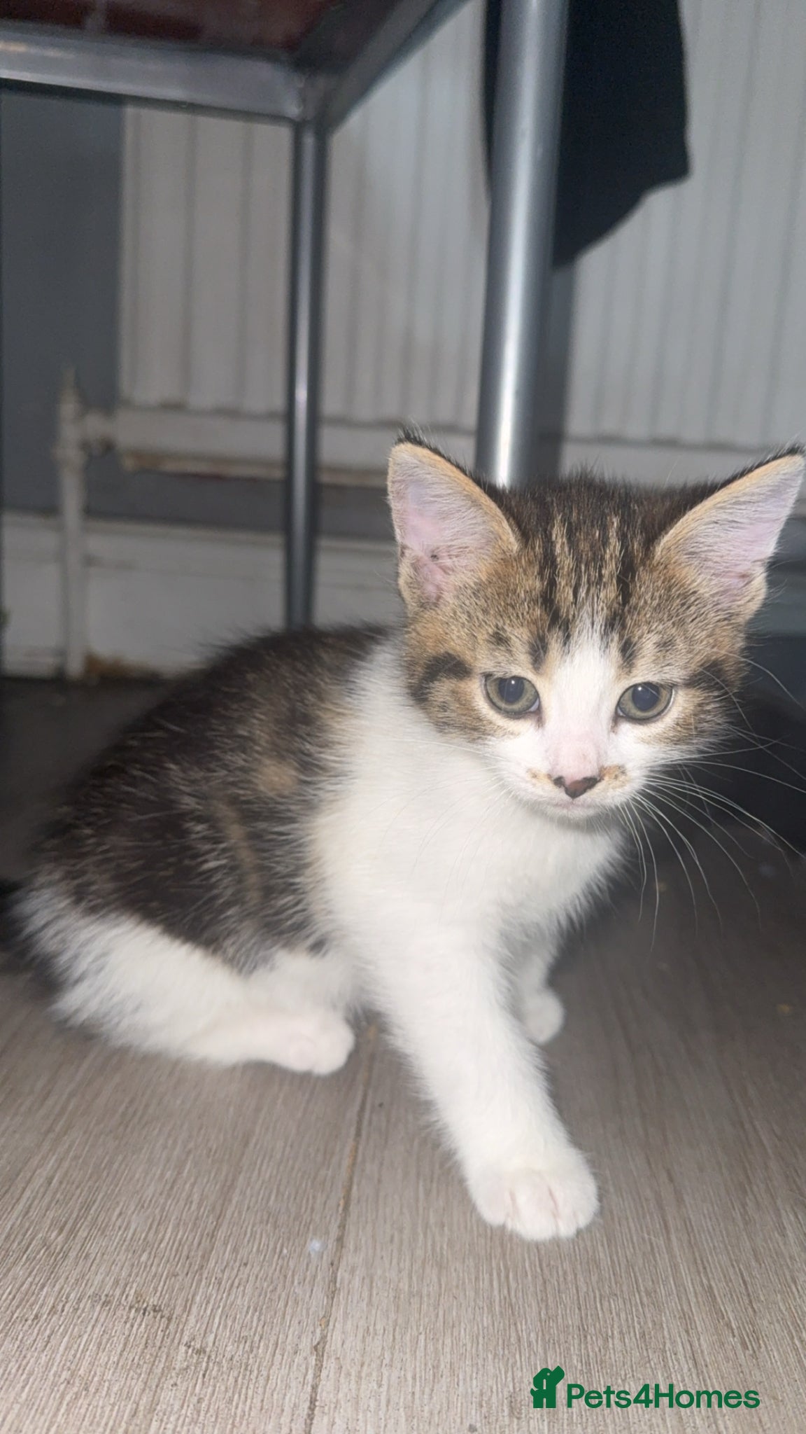 Mixed Breed cats 2 beautiful kittens ready to leave  - Advert 5