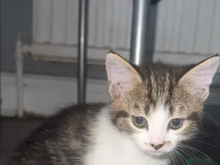 Mixed Breed cats 2 beautiful kittens ready to leave - Advert 5