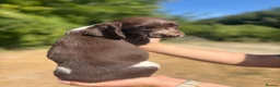 English Springer Spaniel dogs for sale: KC Registered English Springer Spaniel Puppies  - Advert 3