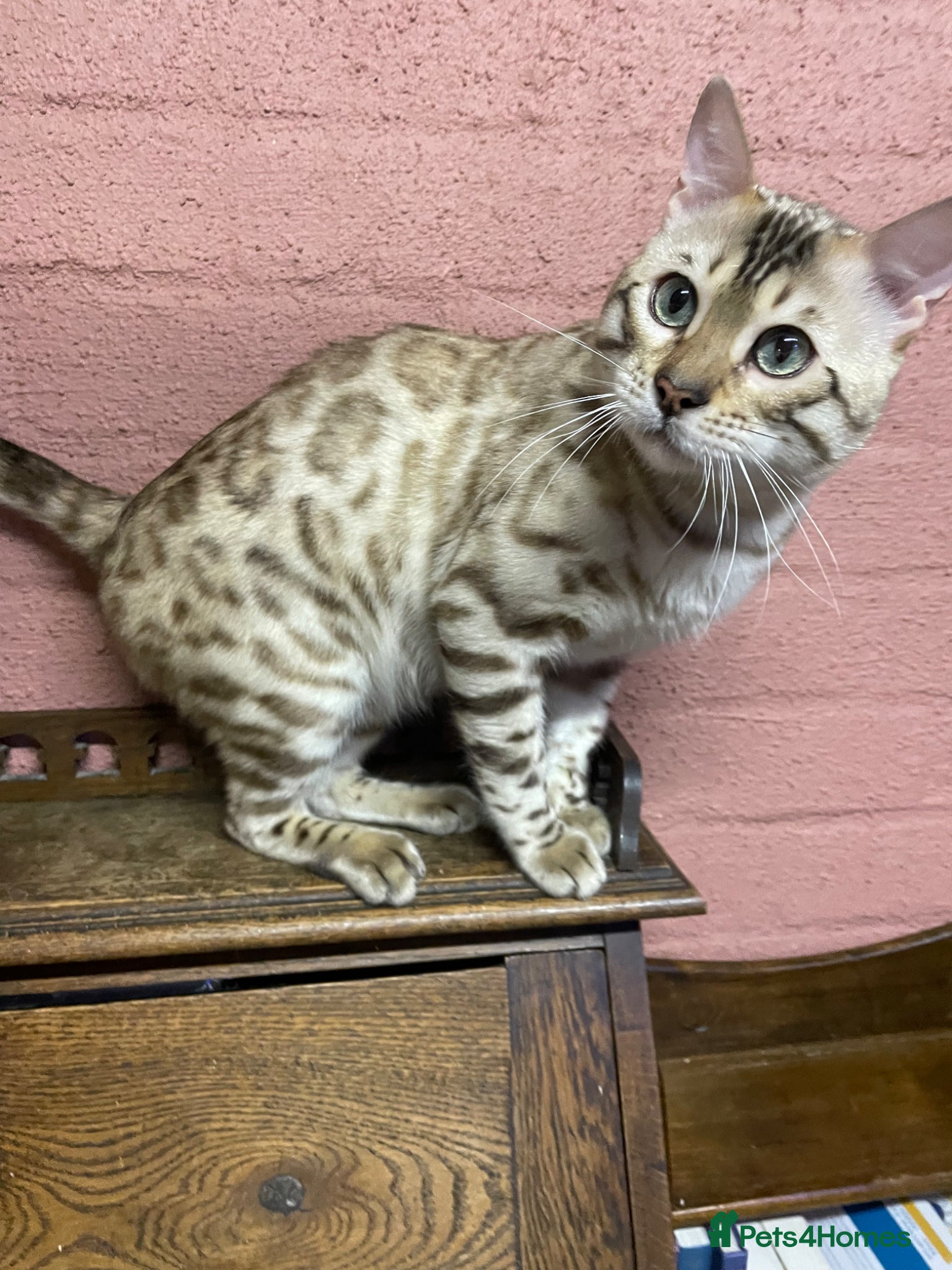 Bengal cats TICA registered Bengal family (all castrated) - Advert 1