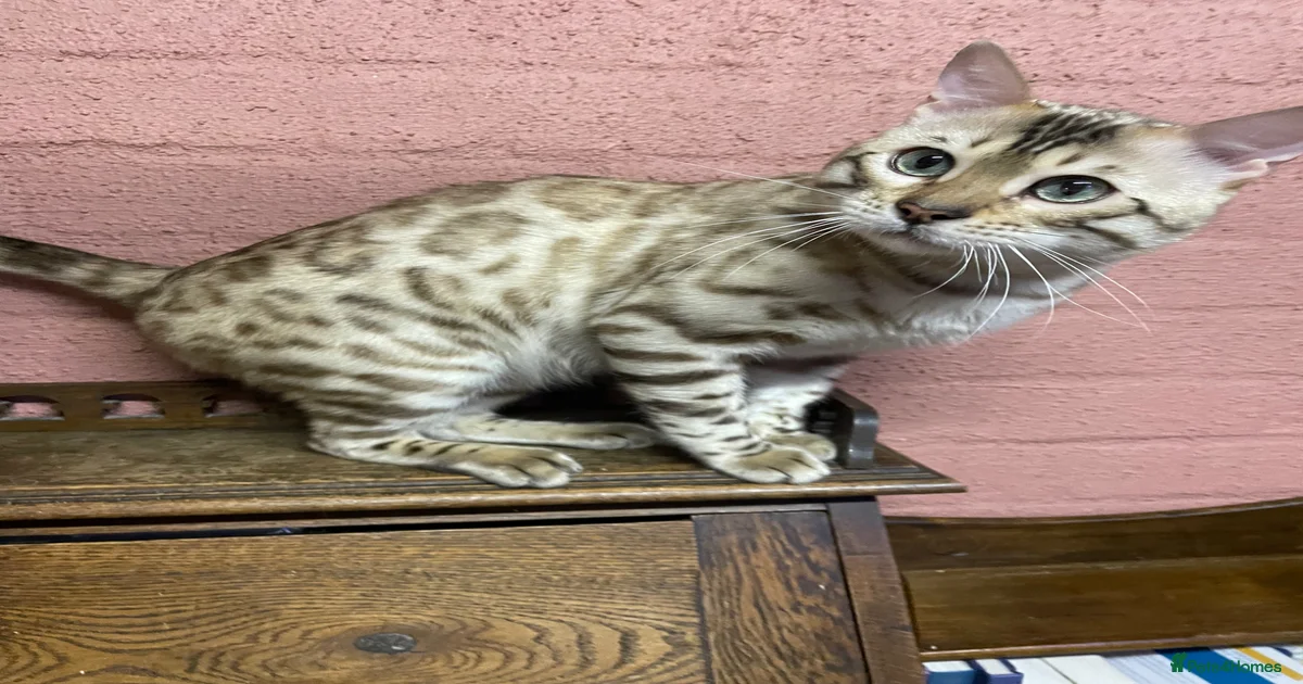 Bengal Kittens for sale in Perth, Perth and Kinross | Pets4Homes