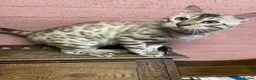 Bengal cats for sale: Beautiful Bengal family members - Advert 6