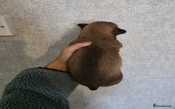 Pomchi dogs for sale: Beautiful Pomchi Puppies - Image 5