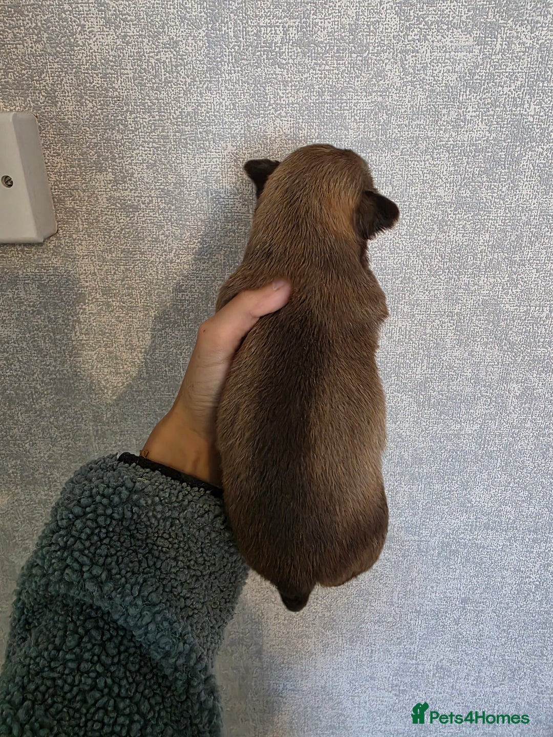 Pomchi dogs for sale: Beautiful Pomchi Puppies - Image 5