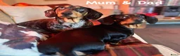 Miniature Dachshund dogs for sale: OUTSTANDING INSTAGRAM MINI DACHSHUNDS  - Advert 7