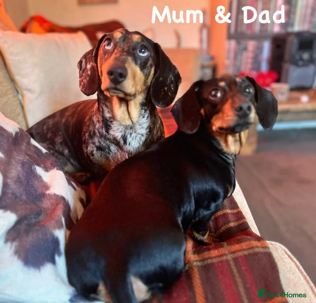 Miniature Dachshund dogs for sale: OUTSTANDING INSTAGRAM MINI DACHSHUNDS  - Advert 7