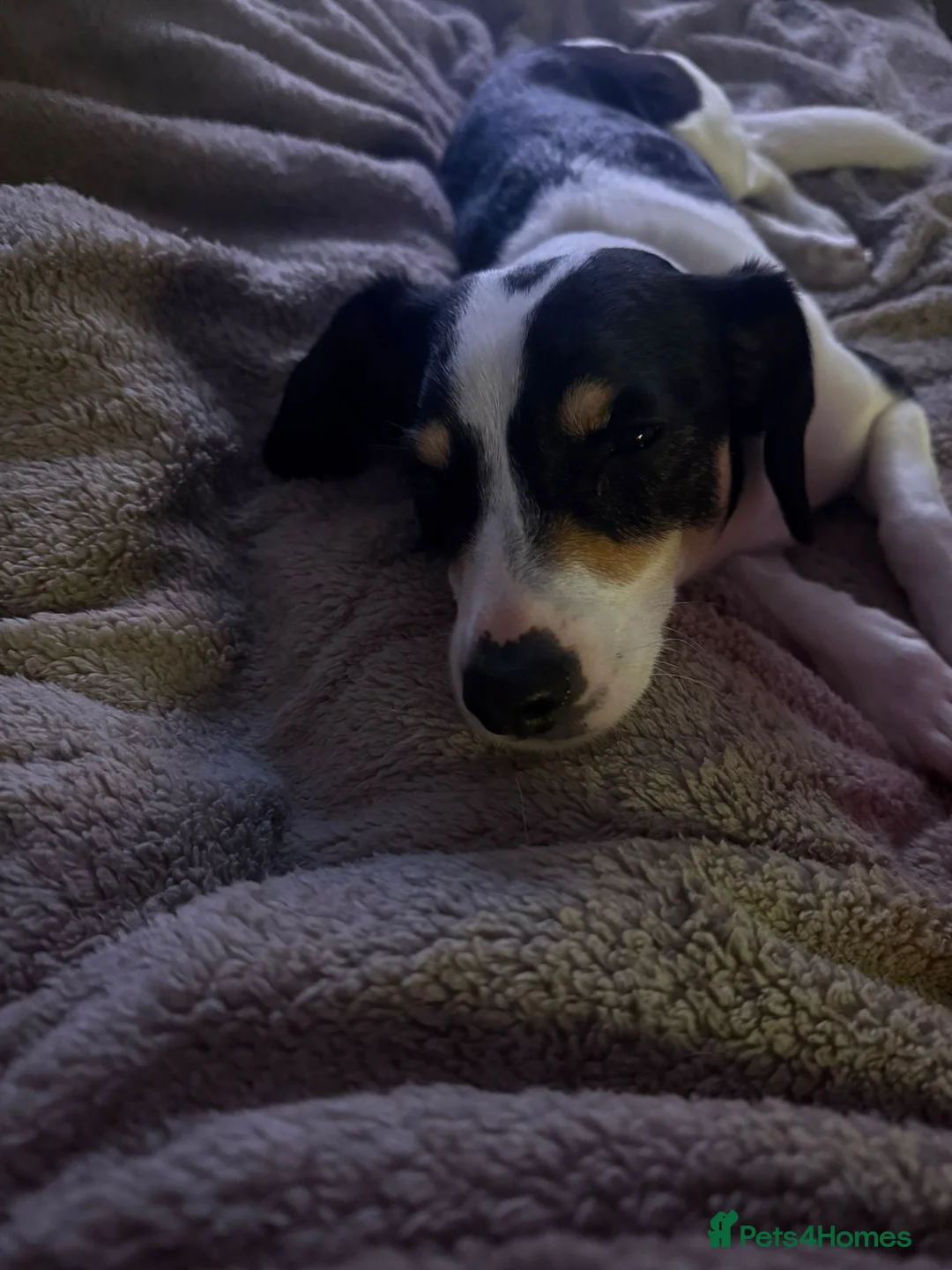Mixed Breed dogs for adoption: Little Inka is ready for her forever family! - Advert 1