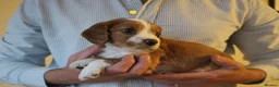 Cocker Spaniel dogs for sale: KC registered Working Cocker bitch pups - Advert 9