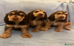 Cocker Spaniel dogs for sale: ADORABLE KC REG SHOW TYPE COCKER SPANIEL PUPPIES - Image 23