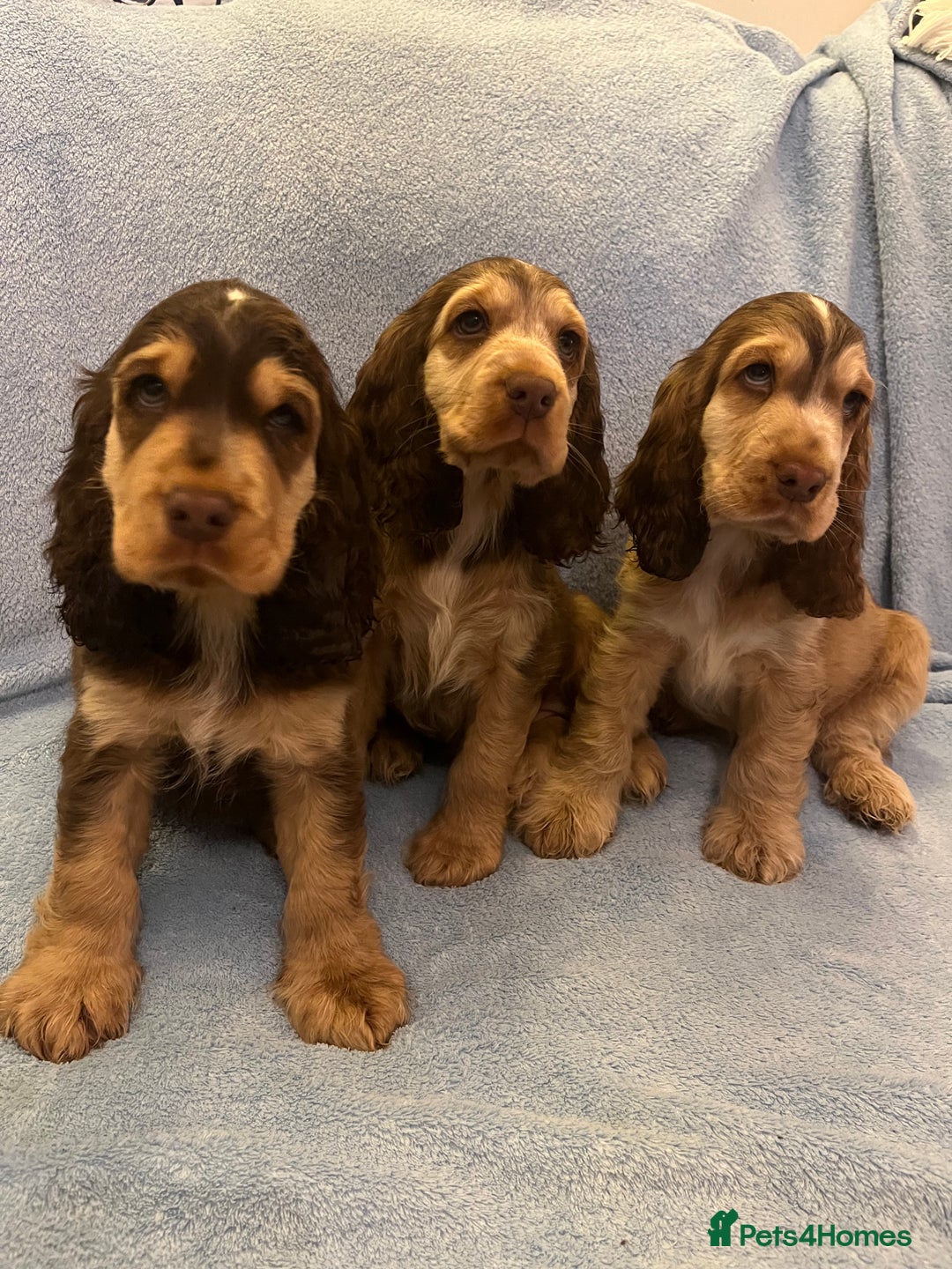 Cocker Spaniel dogs for sale: ADORABLE KC REG SHOW TYPE COCKER SPANIEL PUPPIES - Image 23