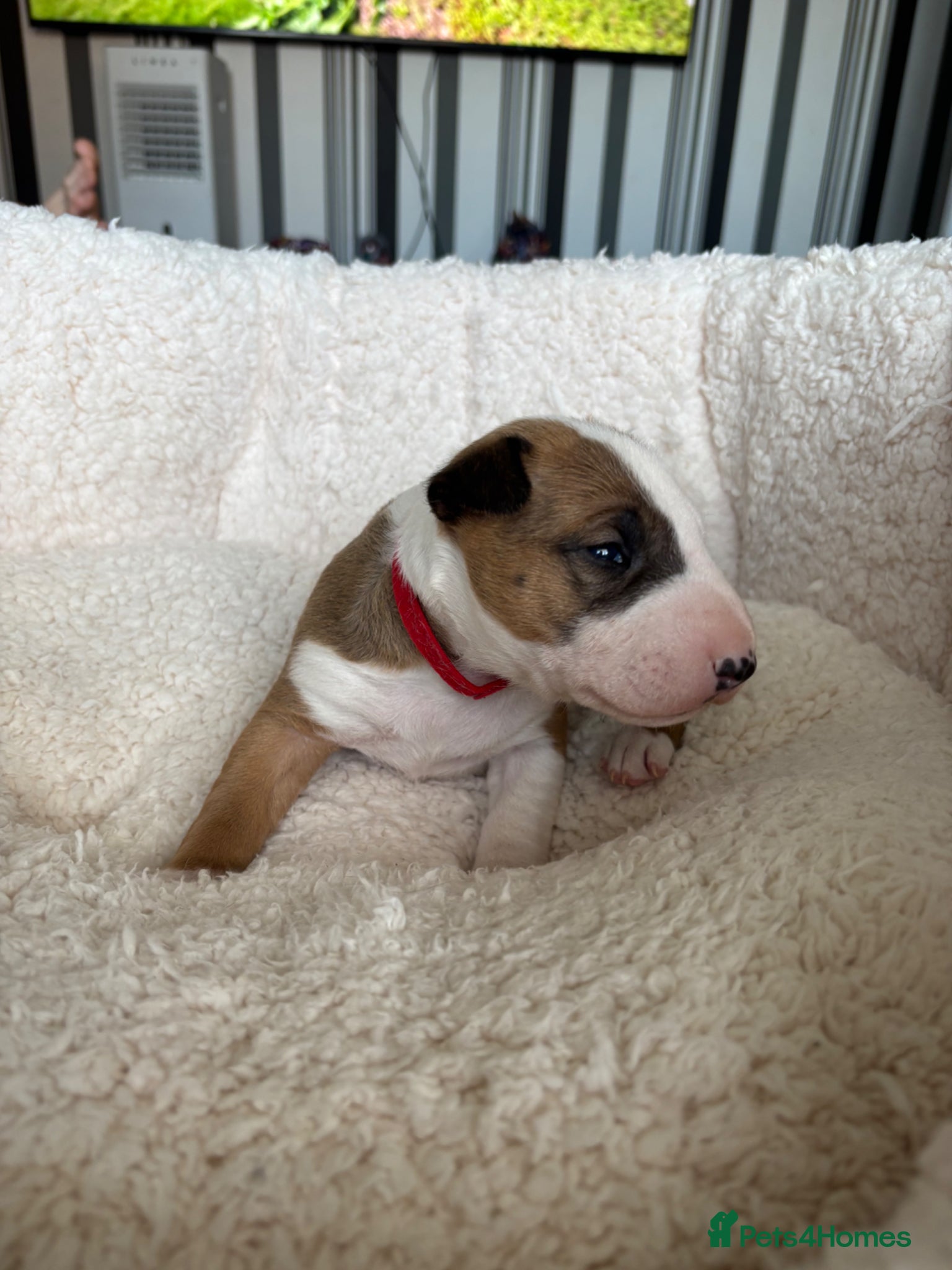 English Bull Terrier dogs Beautiful KC Reg English Bull Terrier Puppies  - Advert 7