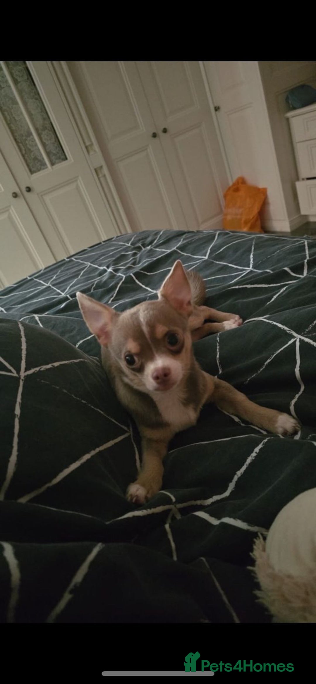 Chihuahua dogs for sale: Cheetos  - Advert 2