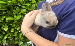 Netherland Dwarf rabbits for sale: Purebred Netherland Dwarf female - Image 6
