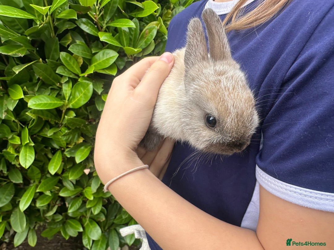 Netherland Dwarf rabbits for sale: Purebred Netherland Dwarf female - Image 6