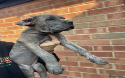 Cane Corso dogs for sale: Cane corso puppies 10 weeks old - Image 8