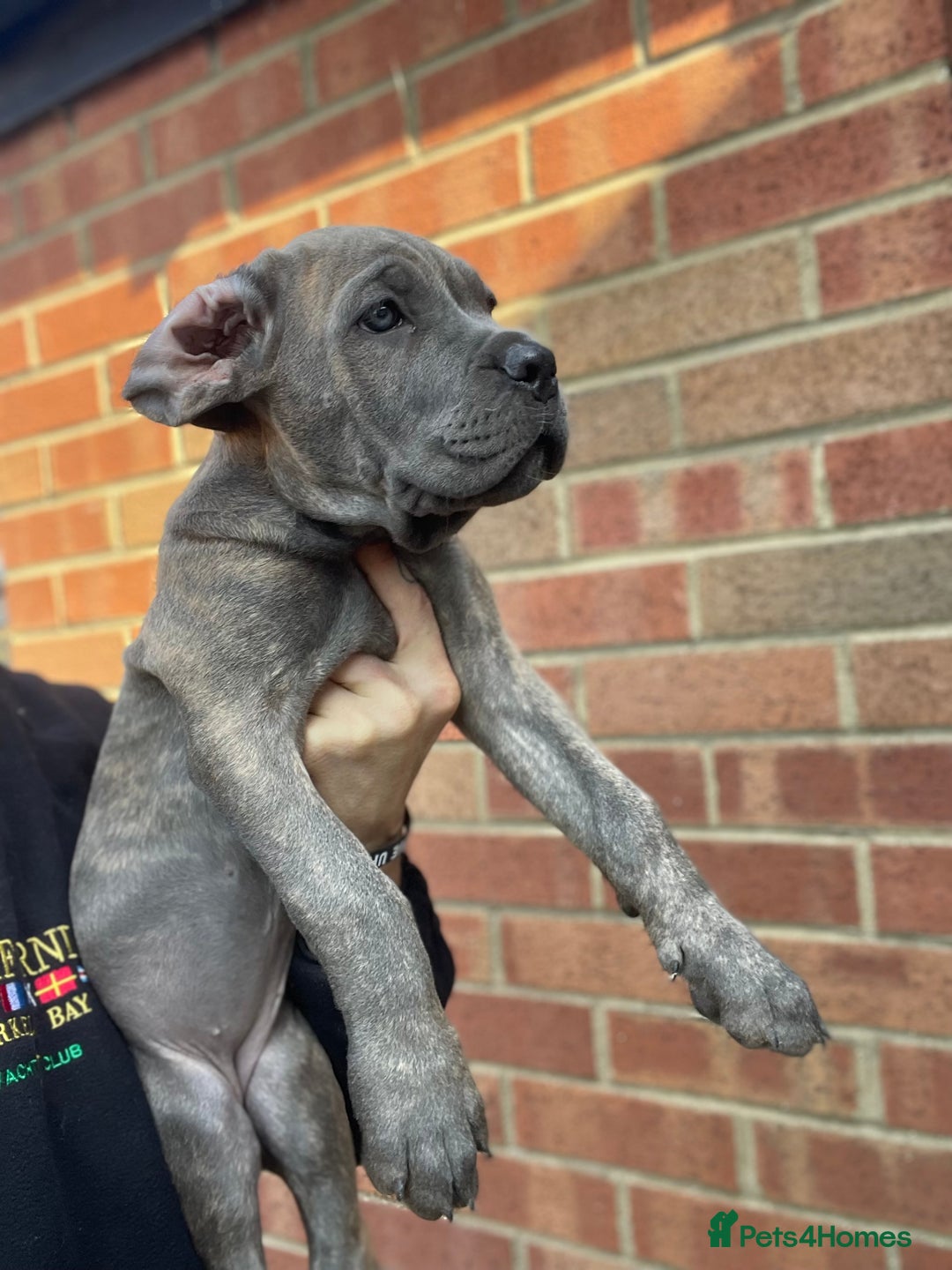 Cane Corso dogs for sale: Cane corso puppies 10 weeks old - Image 8