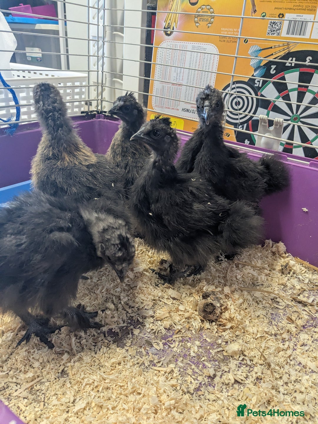 Chickens poultry for sale: Unsexed silkie chicks - Advert 7